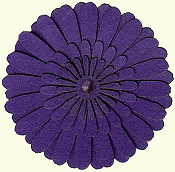 Purple Gerbera